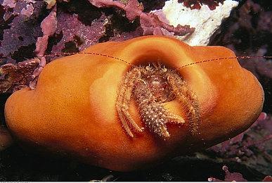 恐怖冒险游戏《蔑视》全球各地区上线时间发布 国区14号晚上6点解锁